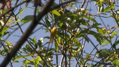 Small yellow bird perched in a tree with captured insect in beak, possibly a Yellow Warbler