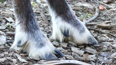 Closeup of hoof of Woodland Caribou (Rangifer tarandus caribou)