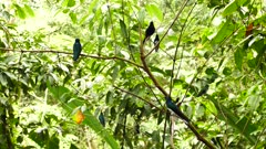 Multiple tiny birds flying off and away all at once in dense rainforest