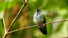 Closeup shot of hummingbird making quick vocal chirps on branch