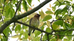 Beautiful Cedar Waxwing with ruffled feathers while grooming