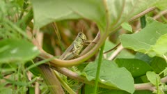 Macro closeup of grasshopper rubbing its head with arm while in plant
