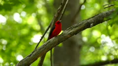 Detailed shot of bright red bird singing in the forest on sunny day