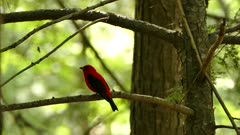Sunlight shining behind red and black bird vocalizing in mixed forest