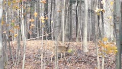 Deer munching on leaves in the forest with two blujays in the background