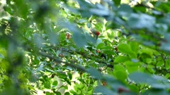 Head of pileated woodpecker peeking out of exotic fruit tree in wind
