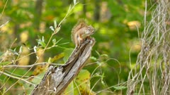 Territorial squirrel atop dead branch makes redundant sounding light wind