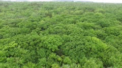 Beautiful mixed North American forest seen by stabilized drone slowly flying forward