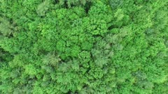 Extended one minute bird's eye view sequence of lush deciduous and mixed forest