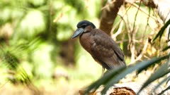 Stunning boat-billed heron stretching mouth wide while yawning