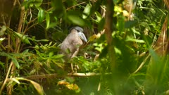 Boat billed heron in Panama standing on branch in the nature