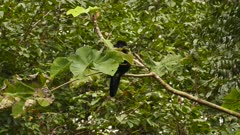 Mantled howler monkey in Panama feeding on leaf while sitting