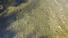 Aerial slow descending shot of a drone while filming spawning salmon in the river