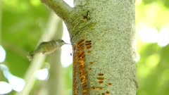 Hummingbird feeding off of holes in tree filled with sap created by sapsucker