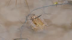 Two different angles of pair of frogs mating in a pond with water not moving