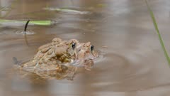Close macro shots of mating frogs with slight breathing movements in water