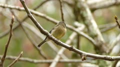 Blurry flowery background with small yellow and grey bird on focus