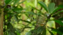 Zoom-out shot of large spider that built its web over small stream of water