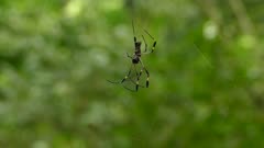 Large exotic beautiful spider slowly climbing down single string of web