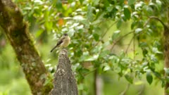 Small pretty flycatcher bird perched atop dried branch with very light rainfall