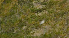Warbling vireo bird hopping up fast on cedar tree in the wild near another bird