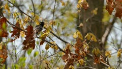 Grosbeak bird back-facing camera stands on branch on bright day