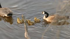Family of Canadian geese swimming with parents protecting babies