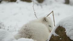 Snoozing cute arctic fox puts its nose in thick white body fur with snow falling