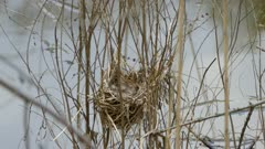 Female red winged blackbird comes in nest to feed her chicks and clean too