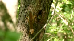 Three red squirrels siblings hyper doing quick moves and entering tree hole