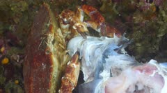 Red Rock crab eating dead spotted ratfish