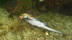 Red Rock crab walks with dead spotted ratfish