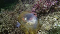 Red Rock crab holds and feeds on seanettle jellyfish