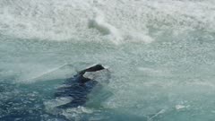 Weddell seals on sea ice in Antarctica