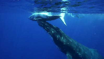 humpback whales, mother and calf at the surface