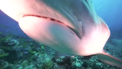   tiger shark approaches and bumps into the camera
