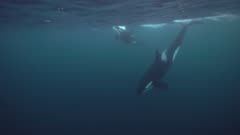 Orcas, killer whales hunting for herrings in the fjords of norway