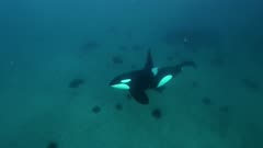 Orca, killer whales hunting in the fjords of Norway in winter
