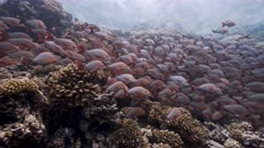 camera approaches a large shool of paddletail   on a tropical coral reef in an atoll of french polynesia