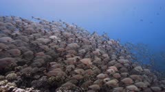 large shool of paddletail snapper on a tropical coral reef in an atoll of french polynesia