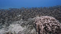 very large shool of paddletail snapper and surgeon fish  on a tropical coral reef in an atoll of french polynesia