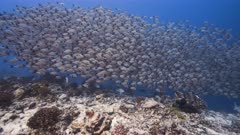 very large shool of paddletail snapper and surgeon fish  on a tropical coral reef in an atoll of french polynesia