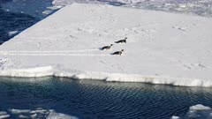 Emperor Penguins, Tobagganing, Ice Floe, Sea Ice, Ice Berg, Ross Sea