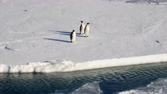 Emperor Penguins, Ice Floe, Sea Ice, Ice Berg, Ross Sea