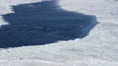 Emperor Penguins, Swim, Sea Ice, Ross Sea