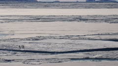Emperor Penguins, Ice Floe, Distant, Moody, Sea Ice, Ross Sea