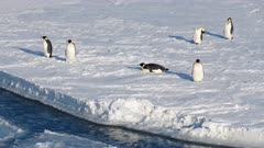 Emperor Penguins, Tobagganing, Sea Ice, Ross Sea