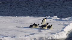 Emperor Penguins, Plunge, Sea Ice, Ross Sea