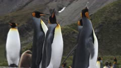 King Penguins, Social Distancing Behaviour, Funny, Gold Harbour, South Georgia Island. fresh material from rediscovered rushes