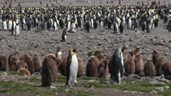 King Penguins, Okum Boy begging for food trails adult couple behaviour, South Georgia Island